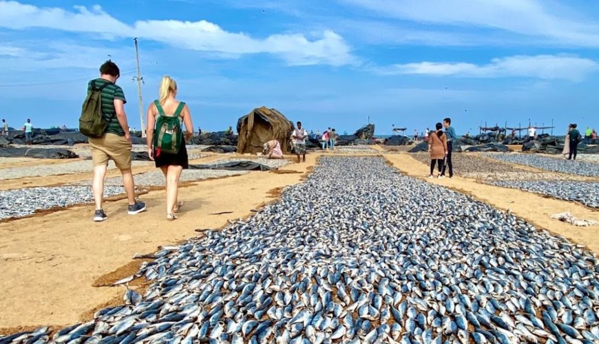 Negombo Fish Market